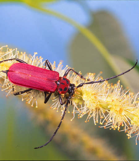 ด้วง Purpuricenus temminckii