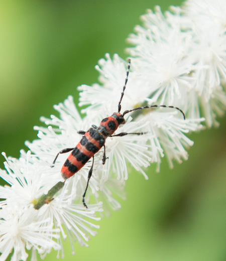 Anaglyptus Bellus (Escarabajo Tigre)