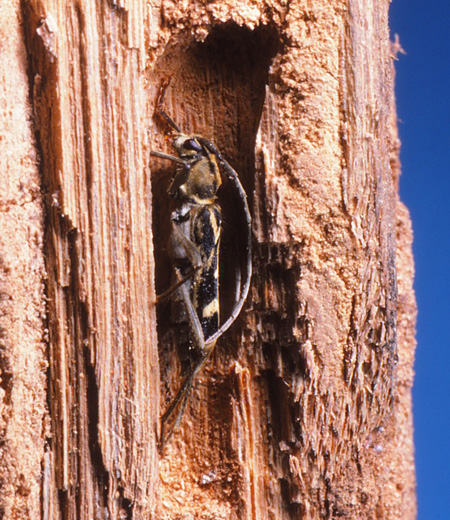 시로토라카미키리(Paraclytus excultus)