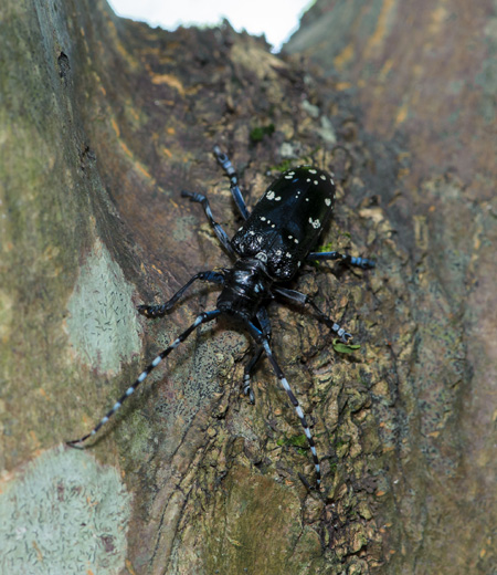 Anoplophora malasiaca (White-spotted Longicorn Beetle)