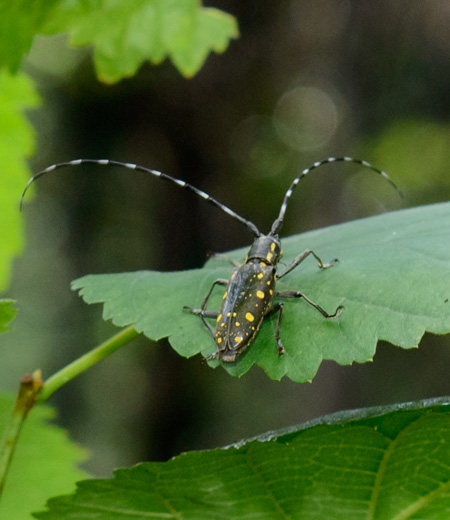 Psacothea hilaris(Yellow-spotted Longicorn Beetle)