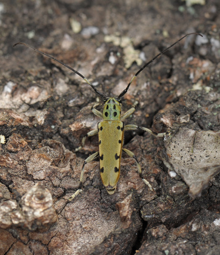 Eutetrapha ocelota