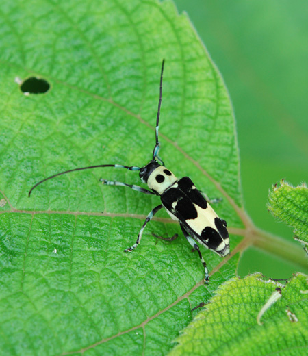 Paraglenea Fortune (Escarabajo asiático de cuernos largos)