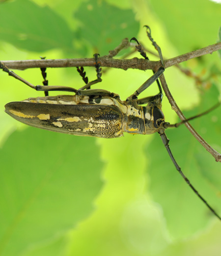 ด้วงมีเขาสีขาวลาย  Batocera lineolata