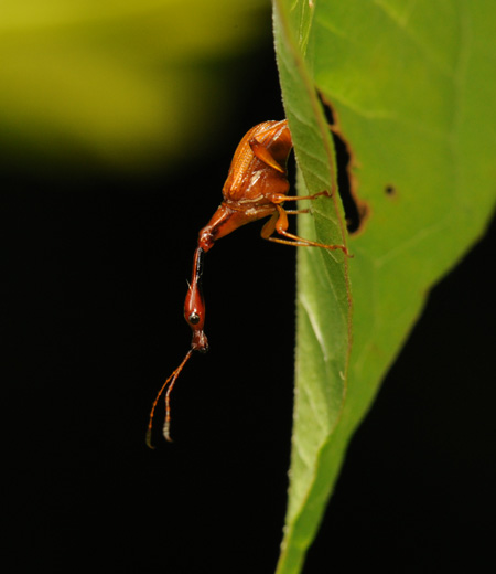 ด้วงมีเขาสีขาวลาย  Batocera lineolata