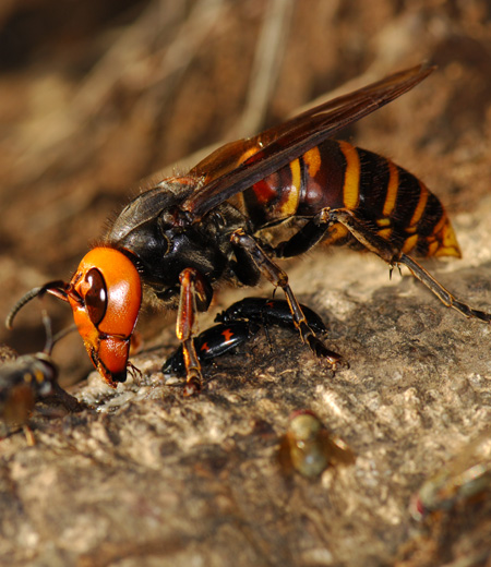 แตนยักษ์ญี่ปุ่น   Vespa mandarinia japonica