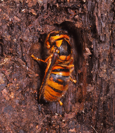 Vespa simillima Xanthoptera (Avispón Asesino de Abejas Asiático)