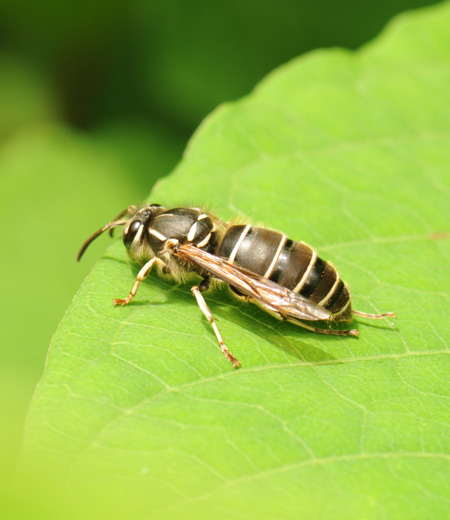 แตน  Vespula flaviceps lewisii