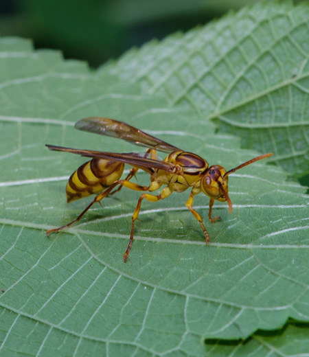 แตน  Parapolybia indica indica