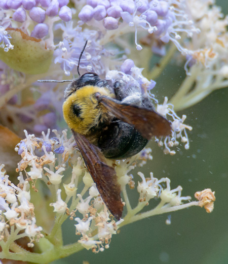 Xylocopa (Abejorros Carpinteros)