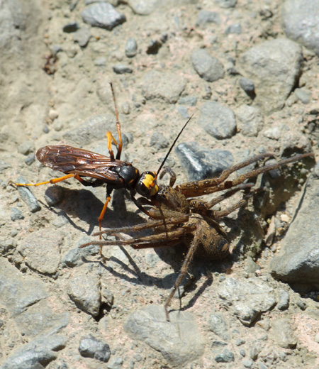 Cyphononyx dorsalis (Avispas de las Arañas)