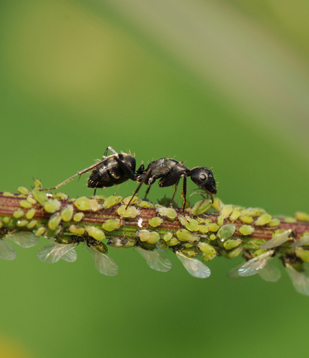 Camponotus japonicas