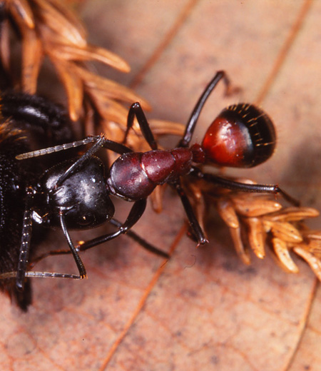 มด Obscuripes Camponotus