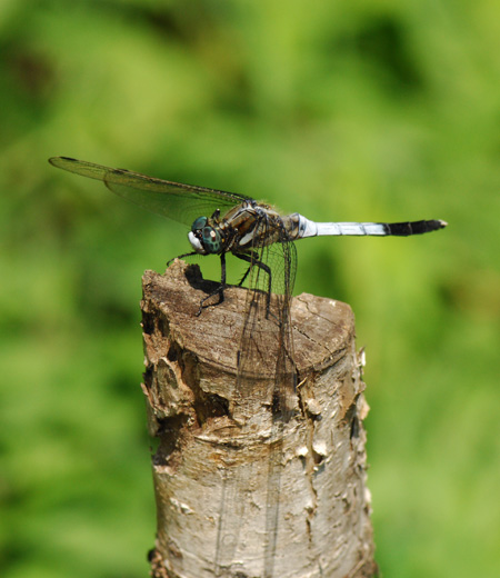 แมลงปอสามัญ  Orthetrum albistylum speciosum