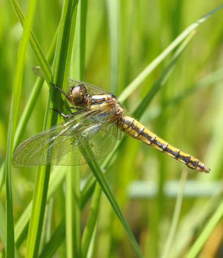 แมลงปอ  Japonicum Orthetrum