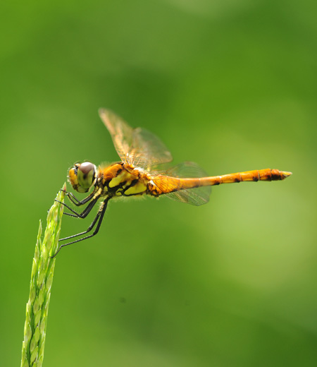 Sympetrum frequens