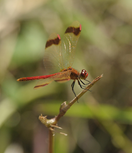 แมลงปอ  Sympetrum pedemontanum elatum