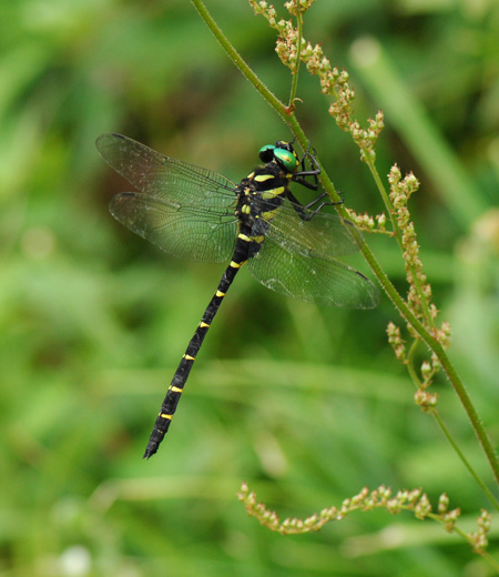 Anotogaster sieboldii (Golden-ringed Dragonfly)