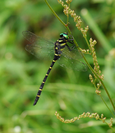 Anotogaster sieboldii