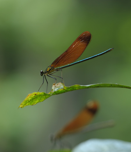 แมลงปอคอร์เนเลีย  Calopteryx