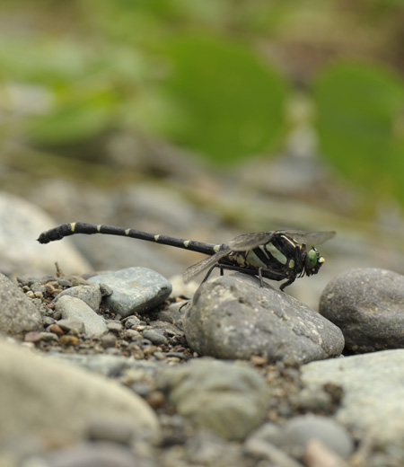 แมลงปอSieboldius albardae