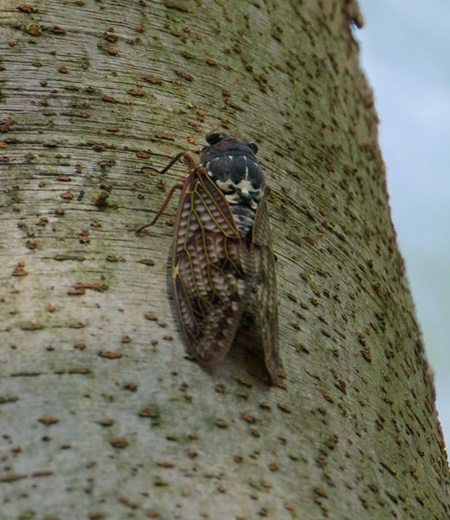 Graptopsaltria Nigrofuscata