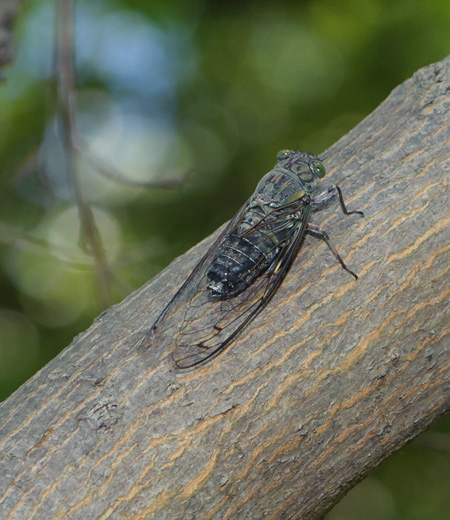 Meimuna opalifera