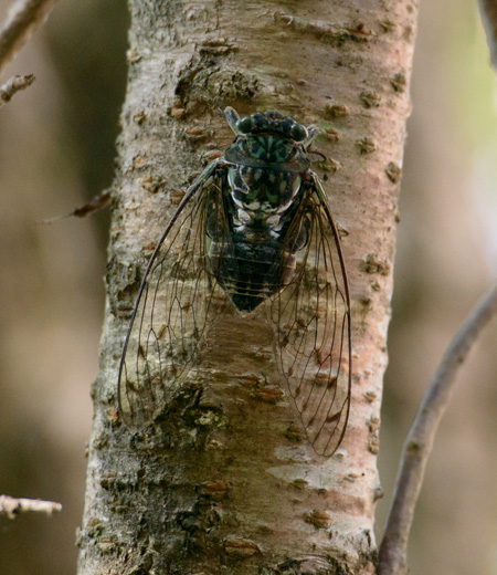 Hyalessa maculaticollis