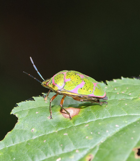 Poecilocoris Lewisi