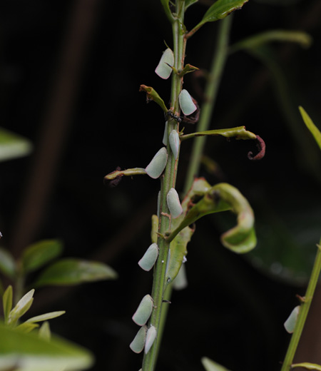 Geisha distinctissima