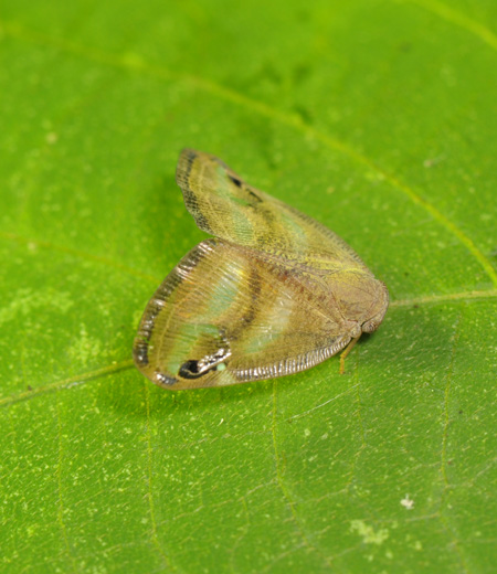 Orosanga japonicus