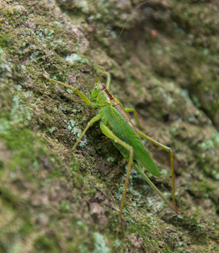 Tettigonia orientalis