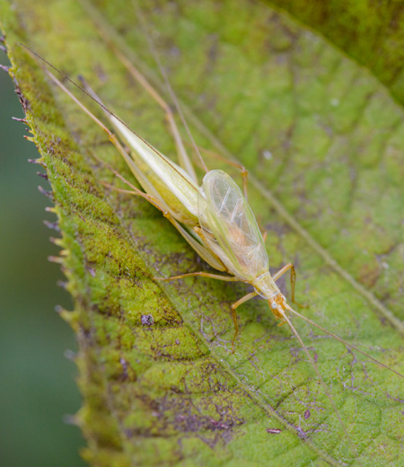 จิ้งหรีด Oecanthus longicauda