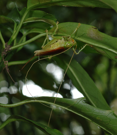 Prosopogryllacris japonica