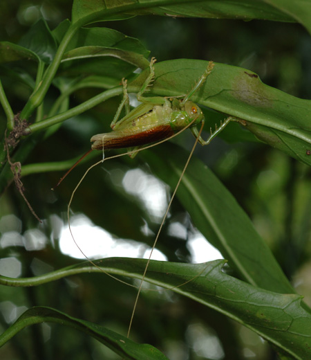 Prosopogryllacris Japónica