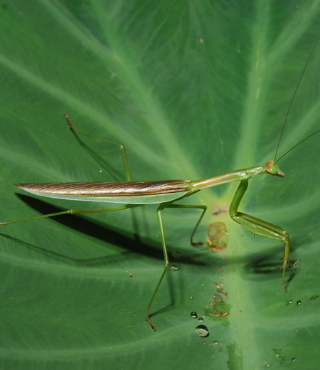 ตั๊กแตนตำข้าว  Tenodera angustipennis