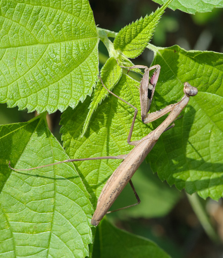 Statilia Maculata