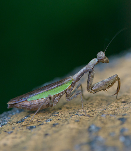 ヒメカマキリ