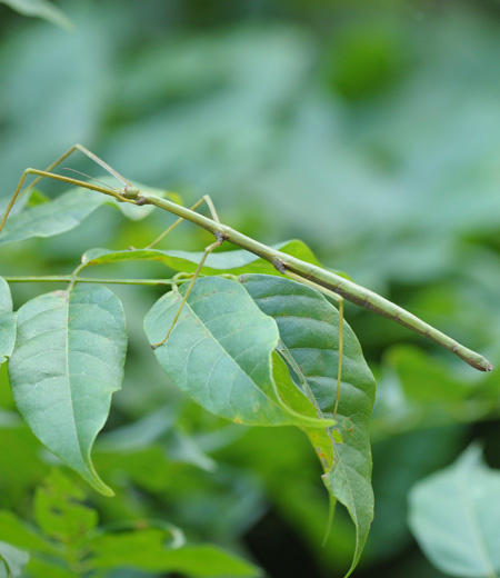 Baculum irregulariterdentatum(Stick Insect)