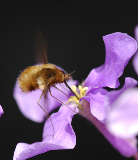 Bombylius Major (Mosca de la Abeja Grande)