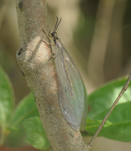 Hagenomyia micans