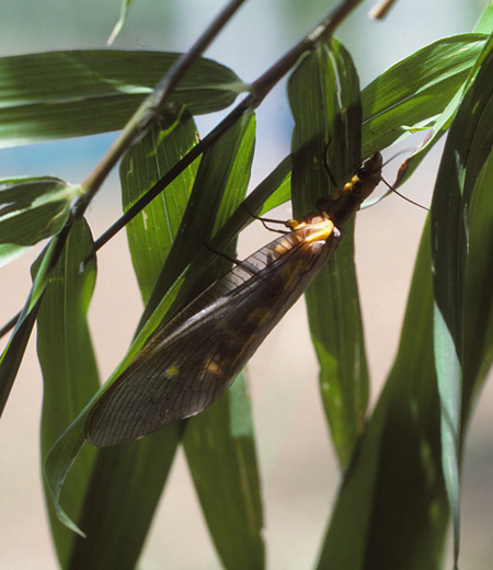 แมลงปองู Grandis Protohermes ( Dobsonfly )