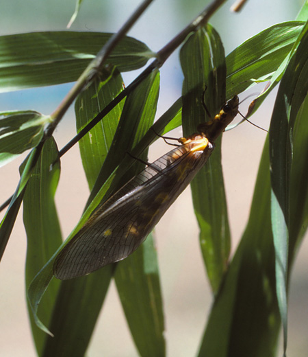 Protohermes grandis(Dobsonfly)