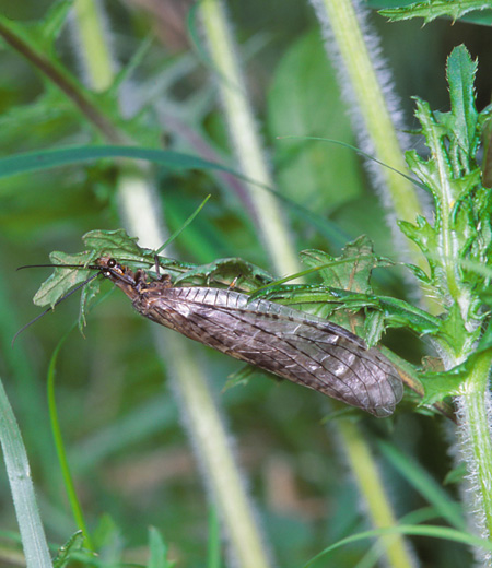 Parachauliodes Japonicus