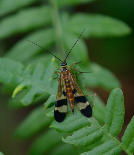 야마토시리아게(Panorpa japonica)