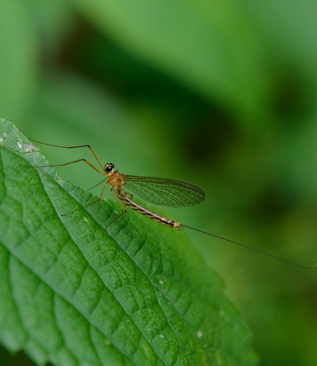 Ephemera japonica