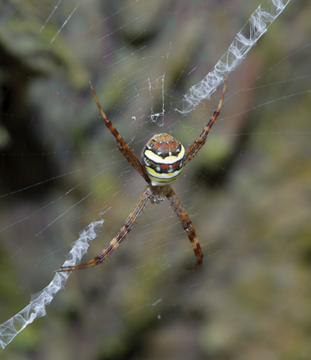 Argiope amoena pequeña (Kogata Koganegumo)