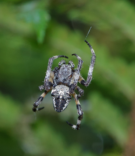 แมงมุมสวน   Araneus uyemurai