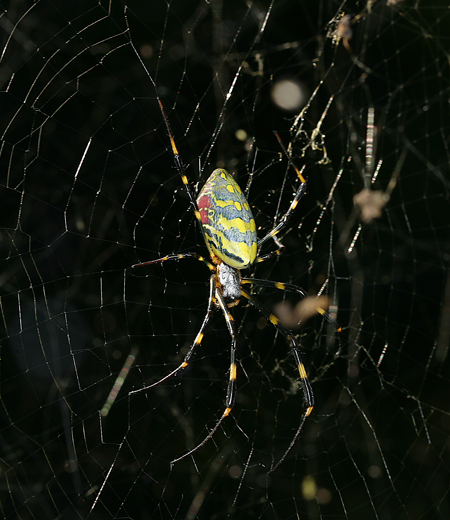 Nephila clavata (Yorougumo)