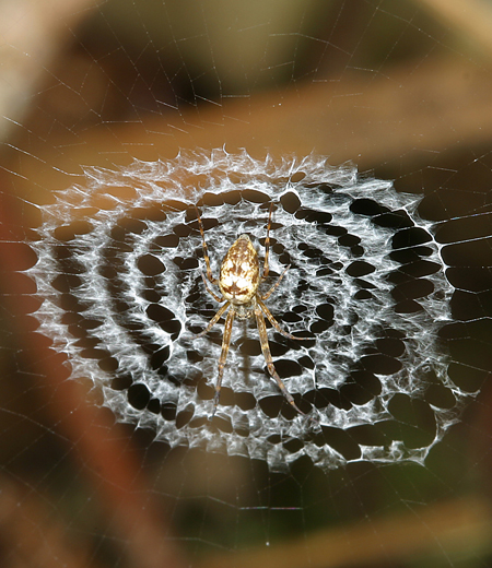 Octonoba sybotides (Katahari Uzugumo)